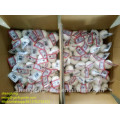 Chinesischer reiner weißer Knoblauch Größe 6.0-6.5cm 3PX80bags / 10kg Karton